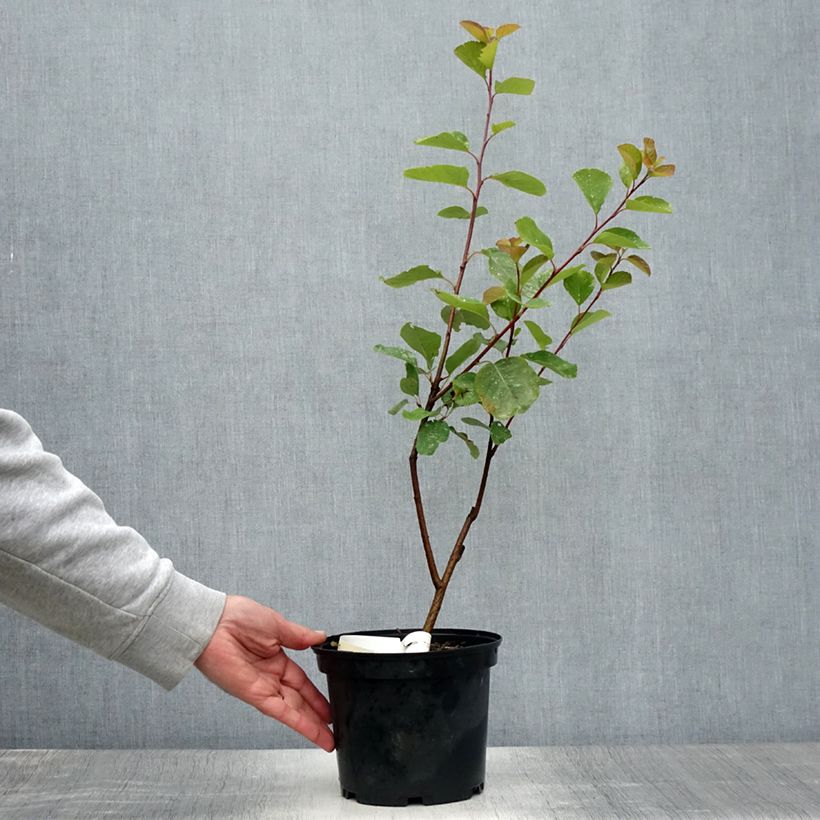 Esemplare di Amelanchier alnifolia Thiessen Vaso da 2L/3L consegnato in estate