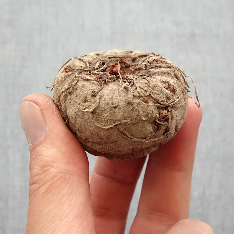 Amorphophallus napalensis Bulbo taglia 16+ esemplare consegnato in primavera