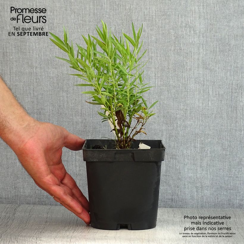 Esemplare di Amsonia Blue Ice Vaso da 2L/3L consegnato in estate