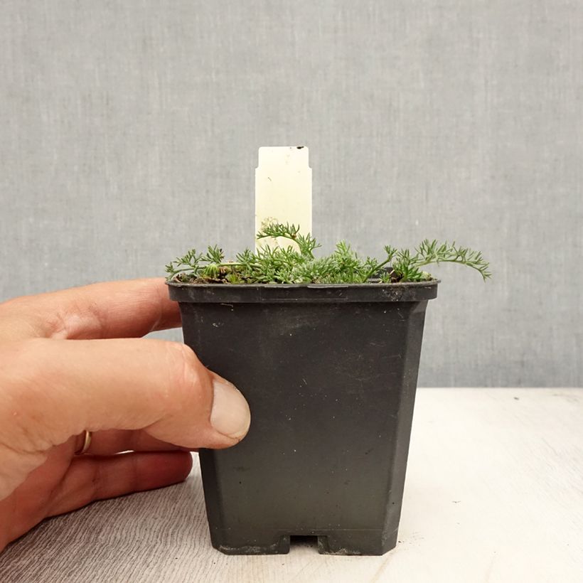 Esemplare di Anacyclus pyrethrum var. depressus Vasetto da 8/9 cm consegnato in estate