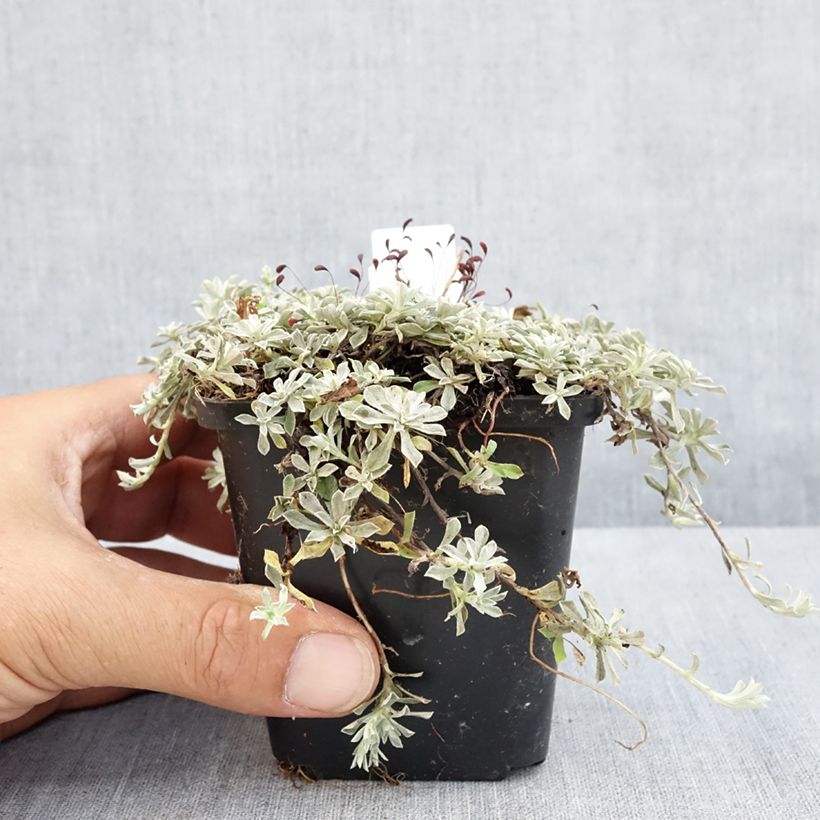 Esemplare di Anaphalis alpicola Vasetto da 8/9 cm consegnato in estate