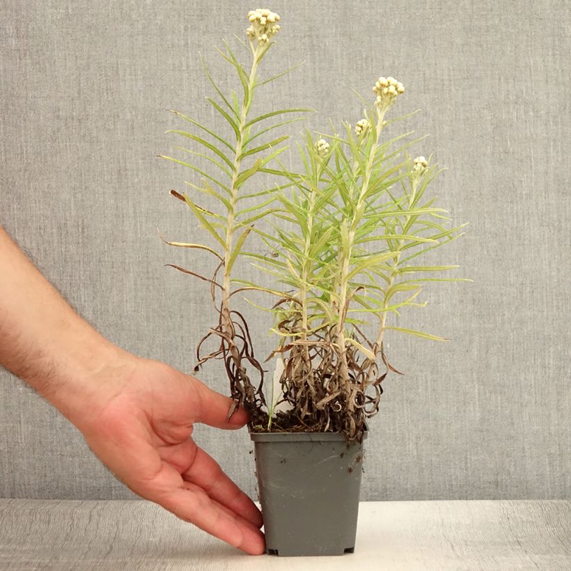 Esemplare di Anaphalis margaritacea Neuschnee Vasetto da 8/9 cm consegnato in estate