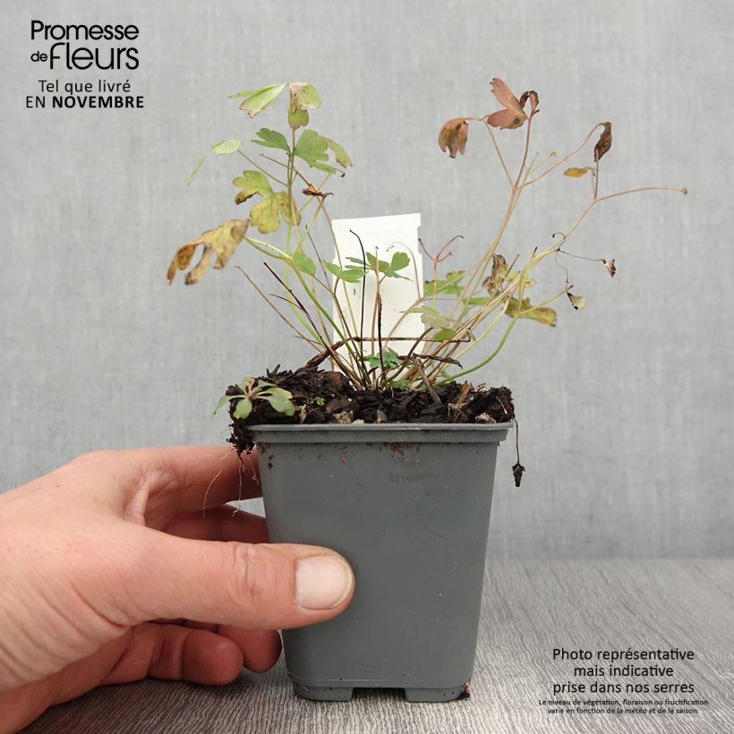 Esemplare di Aquilegia caerulea Rose Queen Vasetto da 8/9 cm come consegnato in autunno