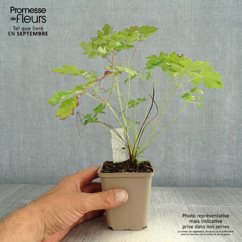 Esemplare di Aquilegia canadensis Little Lanterns Vasetto da 8/9 cm consegnato in estate
