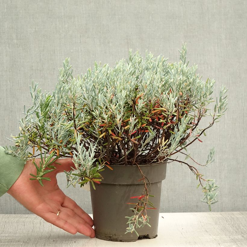 Esemplare di Andromeda polifolia Blue Lagoon - Rosmarino di palude Vaso da 2L/3L consegnato in estate