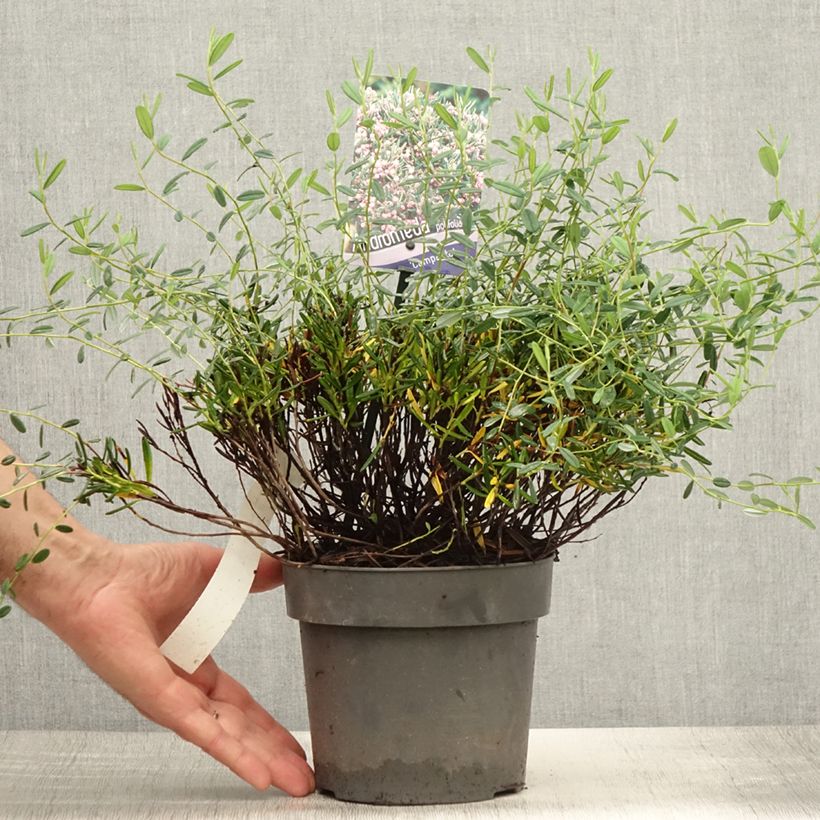Esemplare di Andromeda polifolia Compacta - Rosmarino di palude Vaso da 2L/3L consegnato in estate