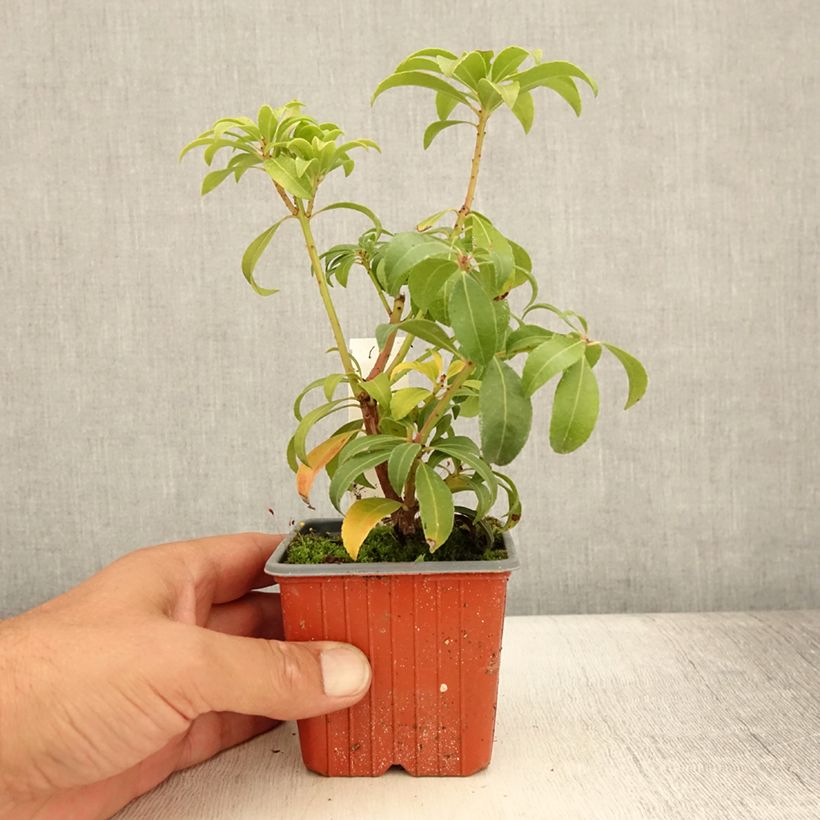 Esemplare di Pieris japonica Bonfire Vasetto da 8/9 cm consegnato in estate