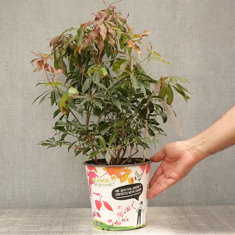 Esemplare di Pieris japonica Katsura Vaso da 4L/5L consegnato in estate