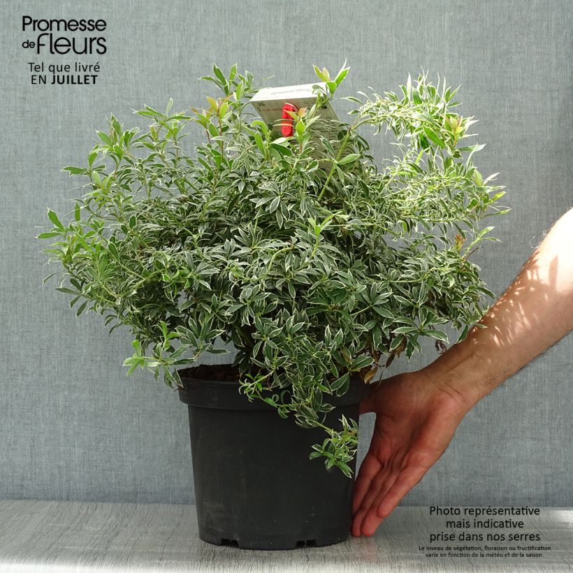 Esemplare di Pieris japonica Little Heath Vaso da 4L/5L consegnato in estate