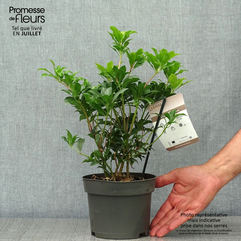 Esemplare di Pieris japonica Mountain Fire Vaso da 2L/3L consegnato in estate