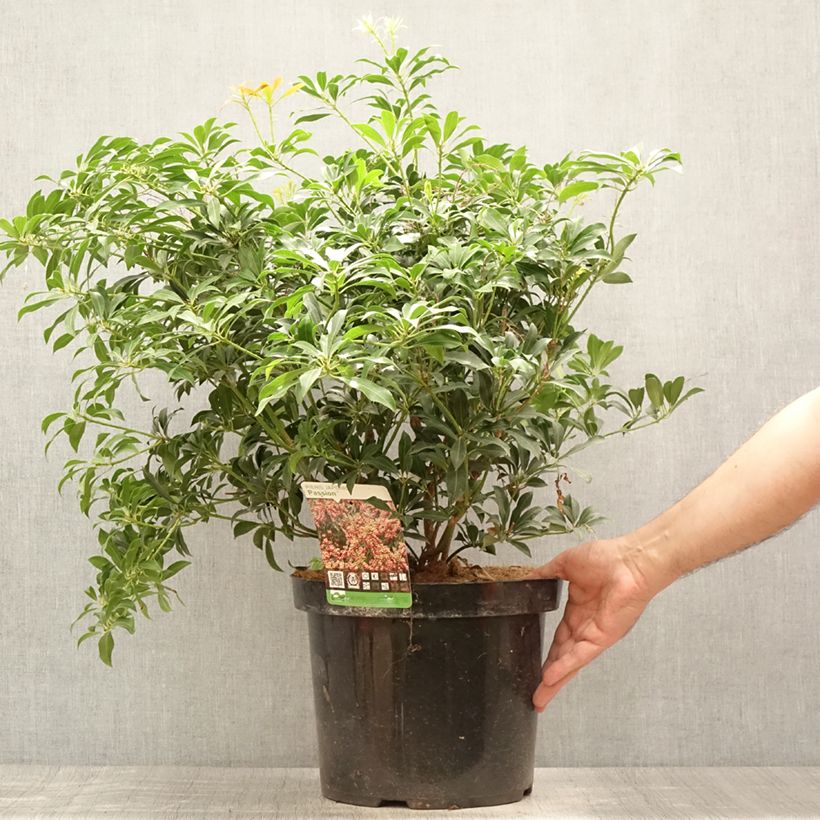 Esemplare di Pieris japonica Passion Vaso da 6L/7L consegnato in estate