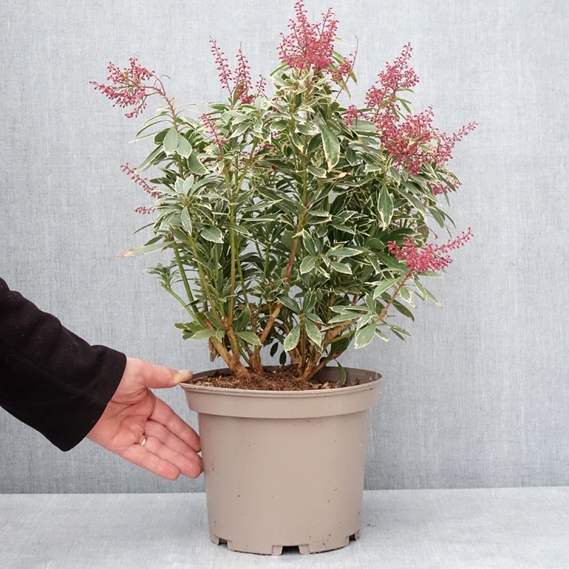 Pieris japonica Polar passion Vaso da 2L/3L esemplare consegnato in inverno