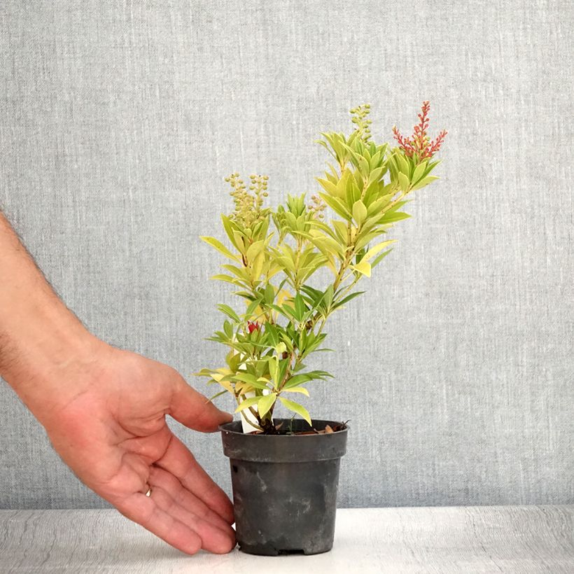 Esemplare di Pieris japonica Prelude Vasetto da 8/9 cm consegnato in estate
