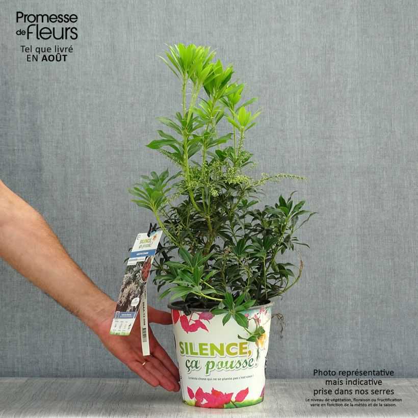 Esemplare di Pieris japonica Purity Vaso da 3L/4L consegnato in estate