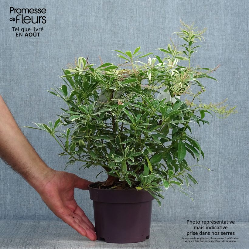 Esemplare di Pieris japonica Ralto Rose Vaso da 2L/3L consegnato in estate