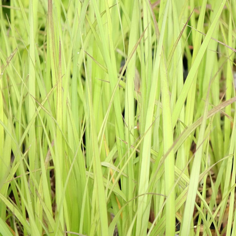 Andropogon gerardii Blackhawks (Fogliame)