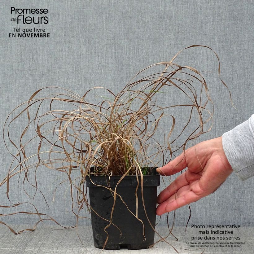 Esemplare di Andropogon gerardii Prairie Sommer Vaso da 2L/3L come consegnato in autunno