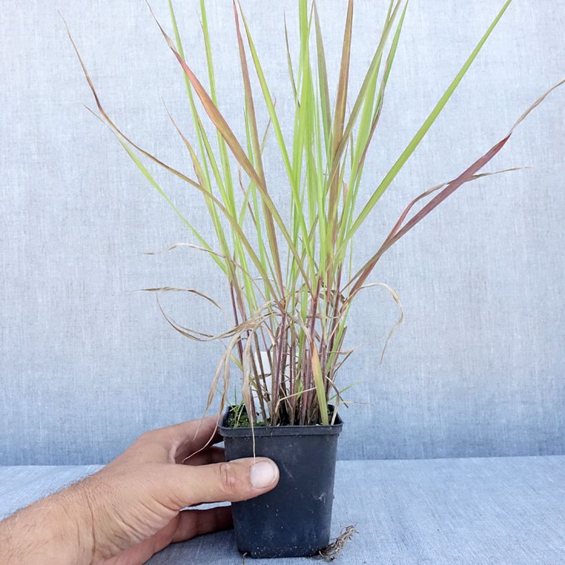 Esemplare di Andropogon gerardii Red October Vasetto da 8/9 cm consegnato in estate