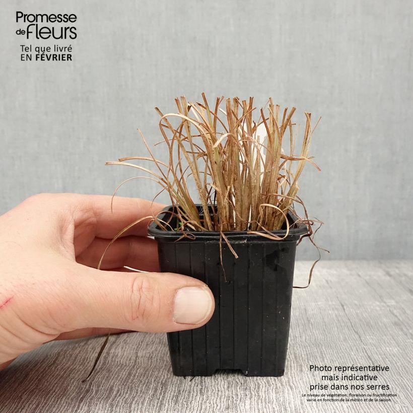 Andropogon ternarius Vasetto da 8/9 cm esemplare consegnato in inverno