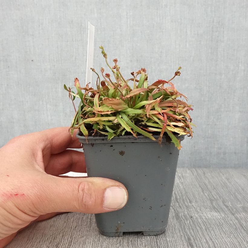 Androsace septentrionalis Star Dust - Androsace nordica Vasetto da 8/9 cm esemplare consegnato in primavera