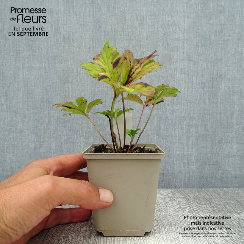 Esemplare di Anemone rivularis Vasetto da 8/9 cm consegnato in estate