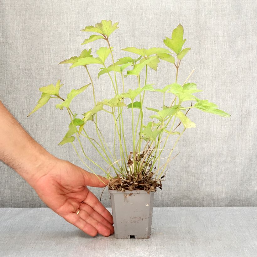 Esemplare di Anemone hupehensis Alando Rose - Anemone giapponese Vasetto da 8/9 cm consegnato in estate