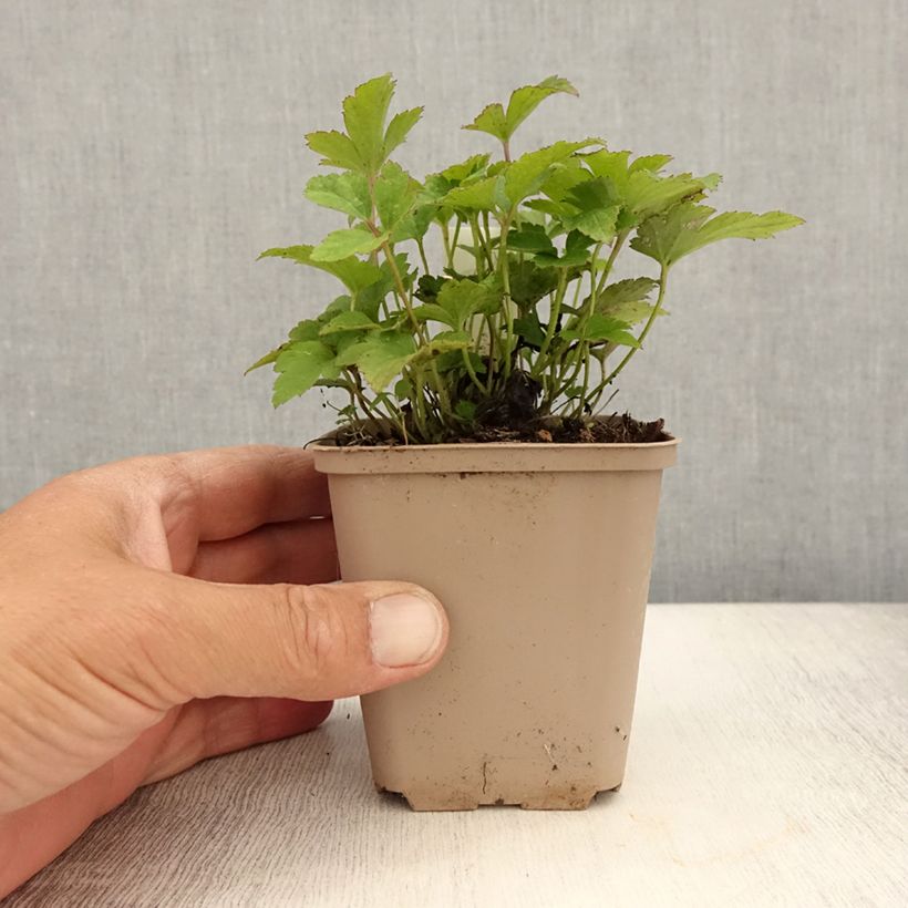 Esemplare di Anemone Fantasy Cinderella - Anemone giapponese Vasetto da 8/9 cm consegnato in estate