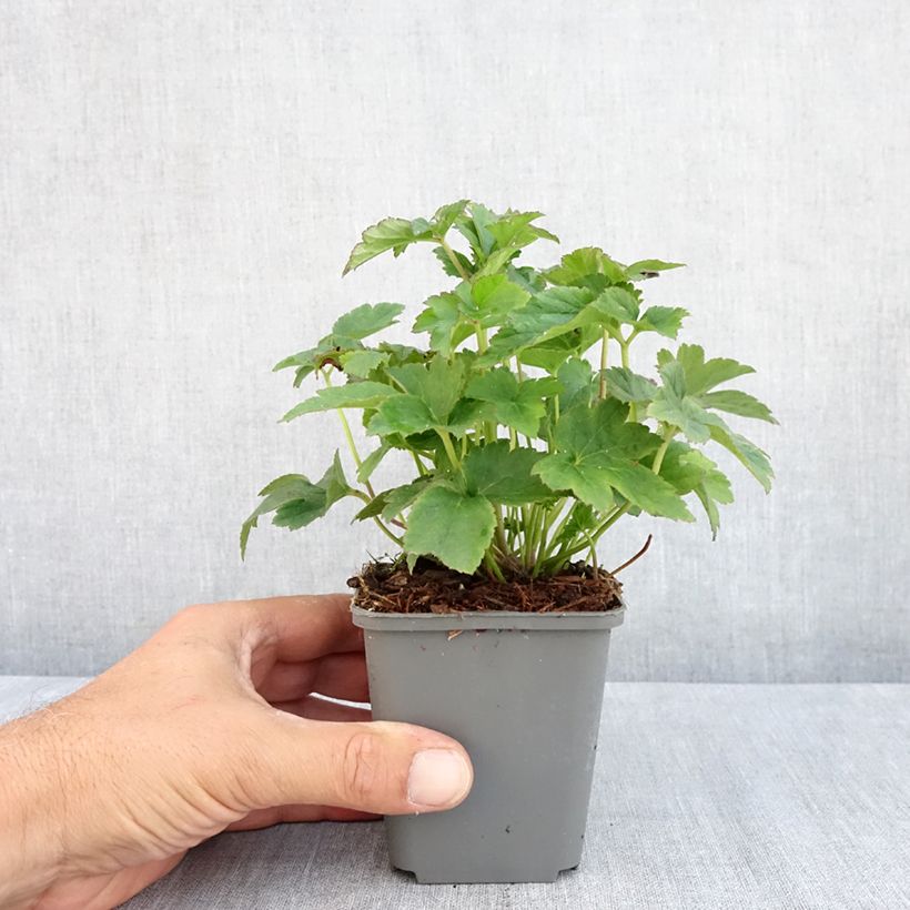 Esemplare di Anemone Fantasy Jasmine - Anemone giapponese Vasetto da 8/9 cm consegnato in estate