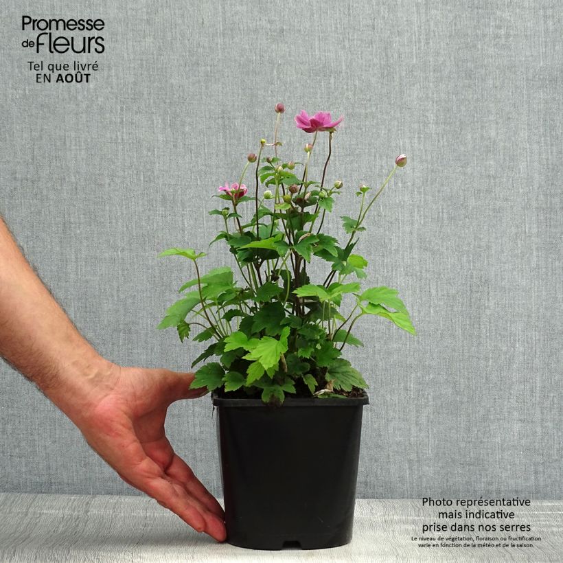 Esemplare di Anemone hupehensis Pamina - Anemone giapponese Vaso da 1L/1,5L consegnato in estate