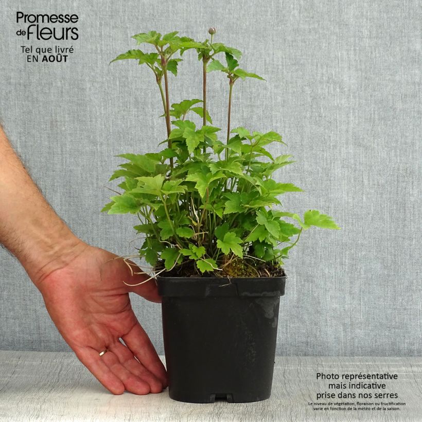 Esemplare di Anemone hupehensis Prinz Heinrich - Anemone giapponese Vaso da 2L/3L consegnato in estate