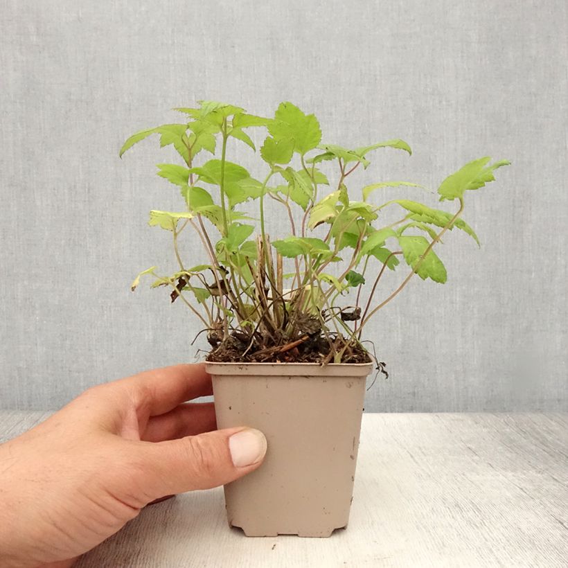 Esemplare di Anemone hupehensis Snow Angels - Anemone giapponese Vasetto da 8/9 cm consegnato in estate