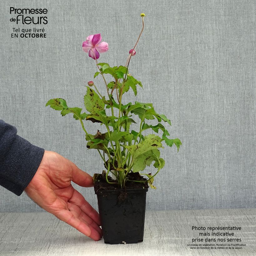 Esemplare di Anemone hupehensis Little Princess - Anemone giapponese Vasetto da 8/9 cm come consegnato in autunno