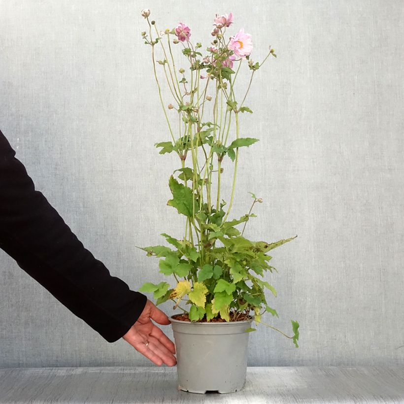 Esemplare di Anemone Mont Rose - Anemone giapponese Vaso da 3L/4L come consegnato in autunno