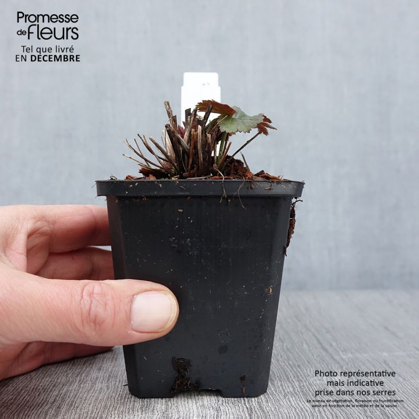 Esemplare di Anemone Richard Ahrens - Anemone giapponese Vasetto da 8/9 cm come consegnato in autunno