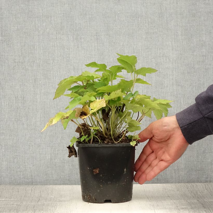 Esemplare di Anemone hupehensis Splendens - Anemone giapponese Vaso da 2L/3L consegnato in estate