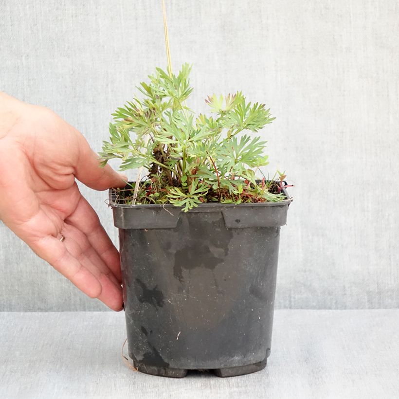 Esemplare di Anemone multifida Rubra Vaso da 2L/3L consegnato in estate