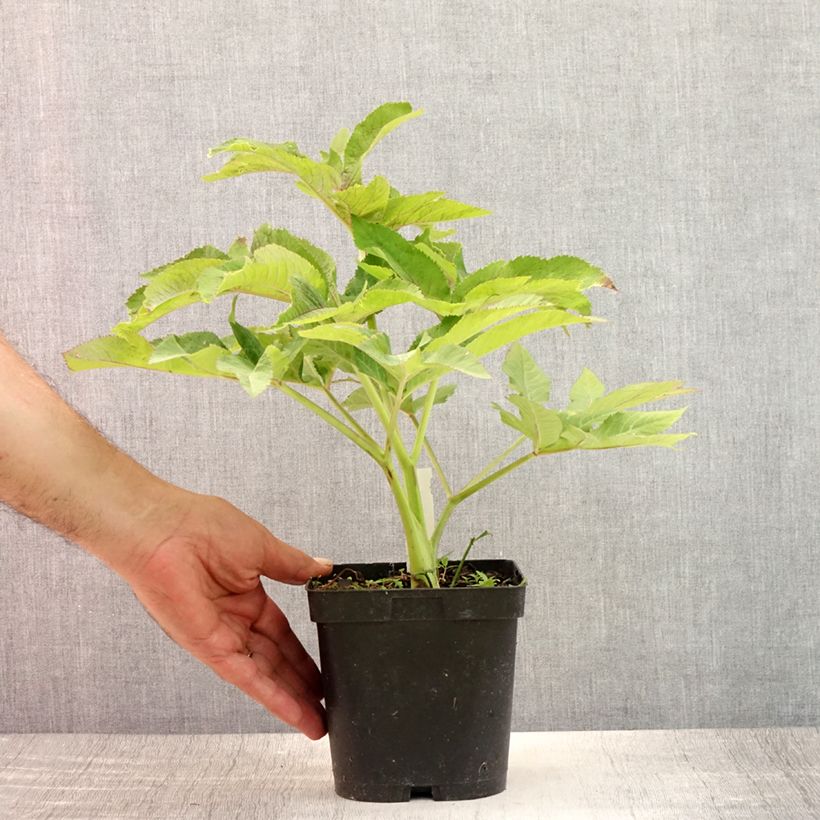 Esemplare di Angelica gigas Vaso da 2L/3L consegnato in estate