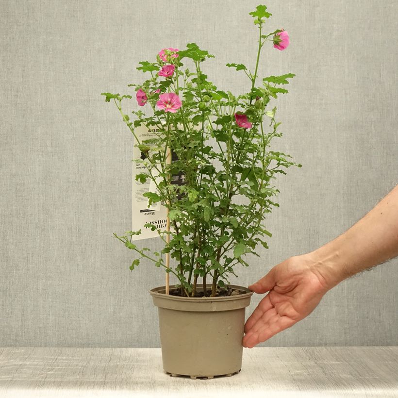 Esemplare di Anisodontea capensis El Rayo - Malva del Capo Vaso da 1,5L/2L consegnato in estate