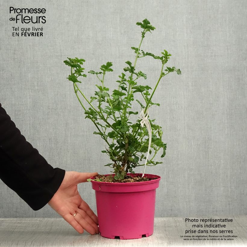 Anisodontea malvastroides Cristal rose - Malva del Capo Vaso da 3L/4L esemplare consegnato in inverno