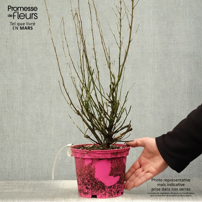 Anisodontea Lady in Pink - Malva del Capo Vaso da 3L/4L esemplare consegnato in primavera