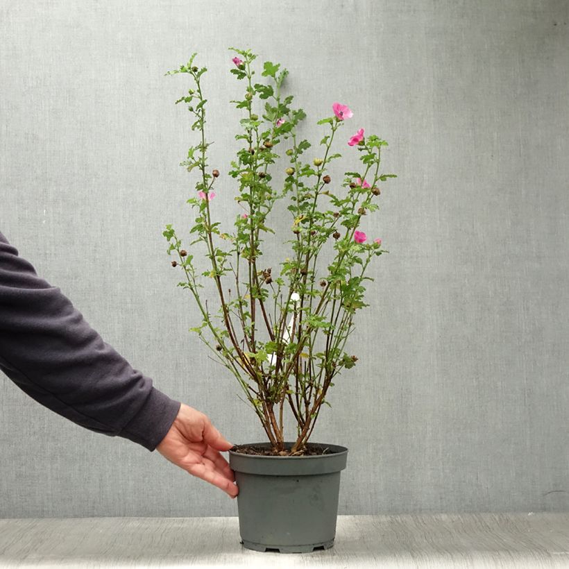 Esemplare di Anisodontea scabrosa Large Red - Malva del Capo Vaso da 3L/4L consegnato in estate