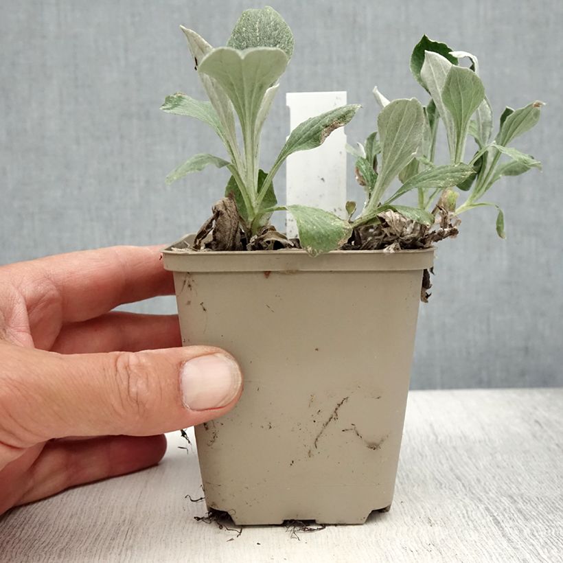 Esemplare di Antennaria plantaginifolia Vasetto da 8/9 cm consegnato in estate
