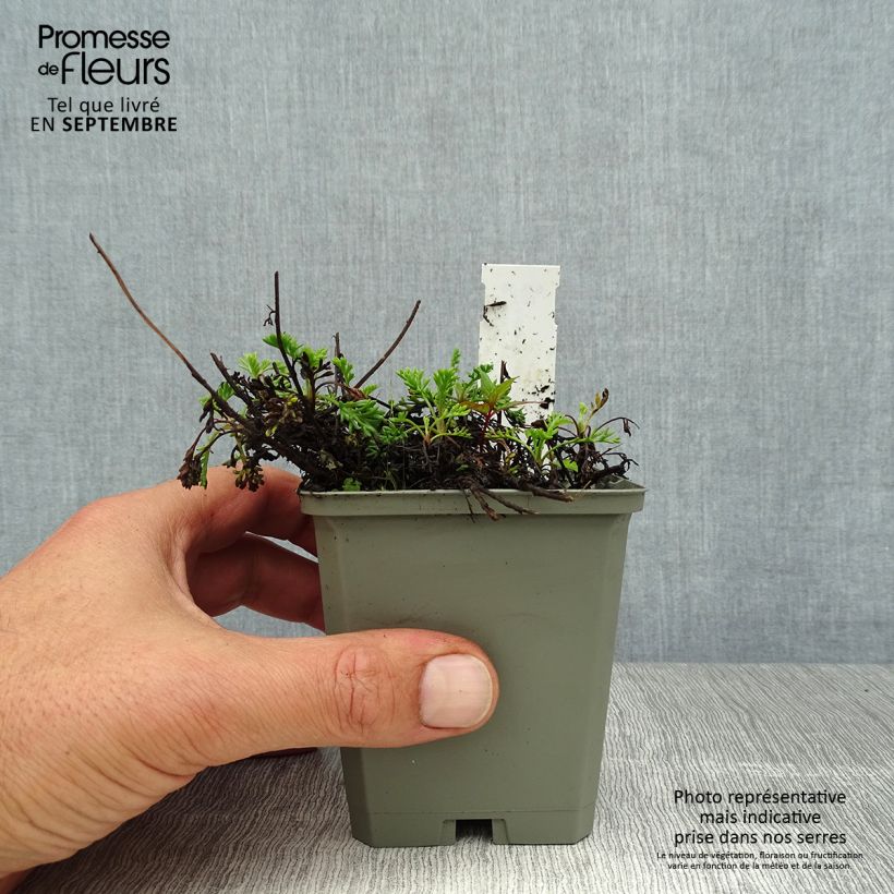 Esemplare di Anthemis carpatica Karpatenschnee Vasetto da 8/9 cm consegnato in estate