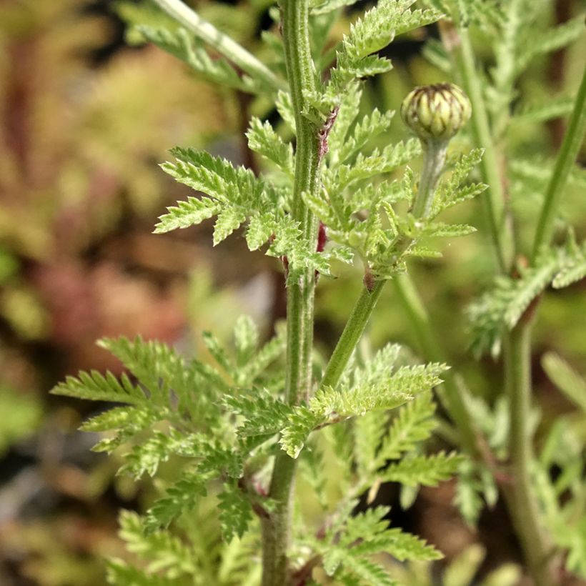Anthemis sancti-johannis (Fogliame)