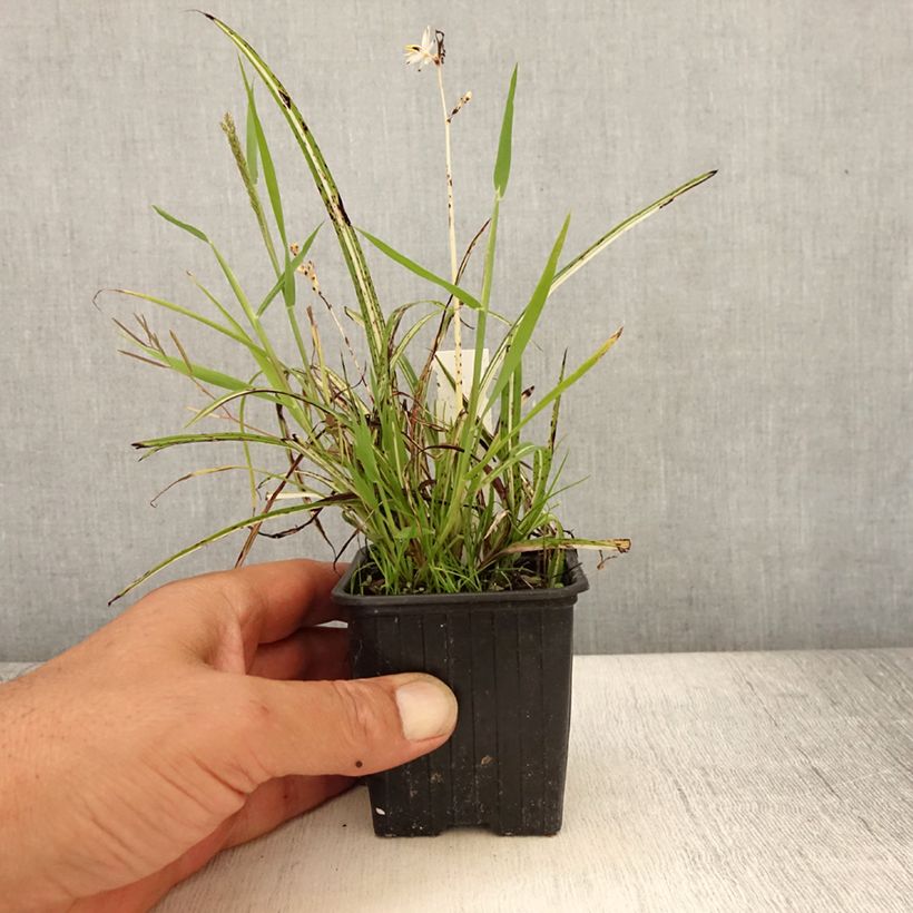 Esemplare di Anthericum saundersiae Starlight Vasetto da 8/9 cm consegnato in estate
