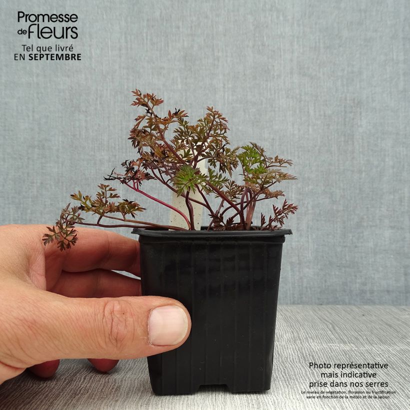 Esemplare di Anthriscus sylvestris Ravenswing - Cerfoglio selvatico Vasetto da 8/9 cm consegnato in estate
