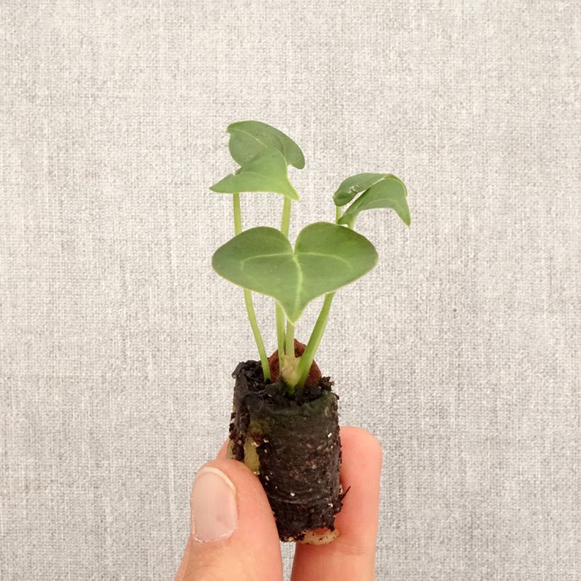 Anthurium clarinervium - Mini-motte Ø 3/4 cm esemplare consegnato in primavera