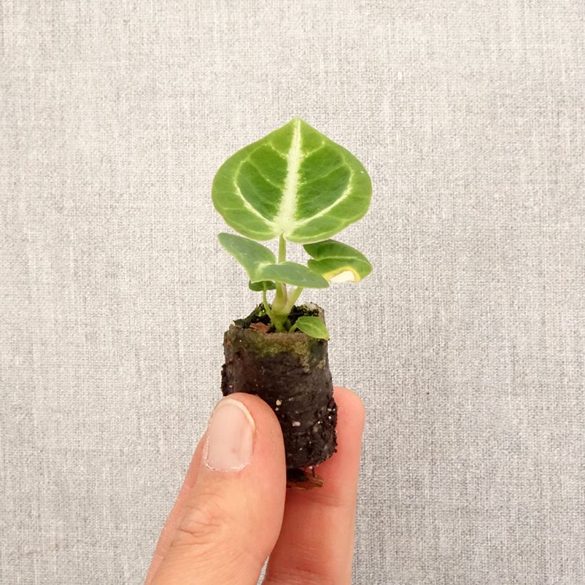 Anthurium Dorayaki - Mini-motte Ø 3/4 cm esemplare consegnato in primavera