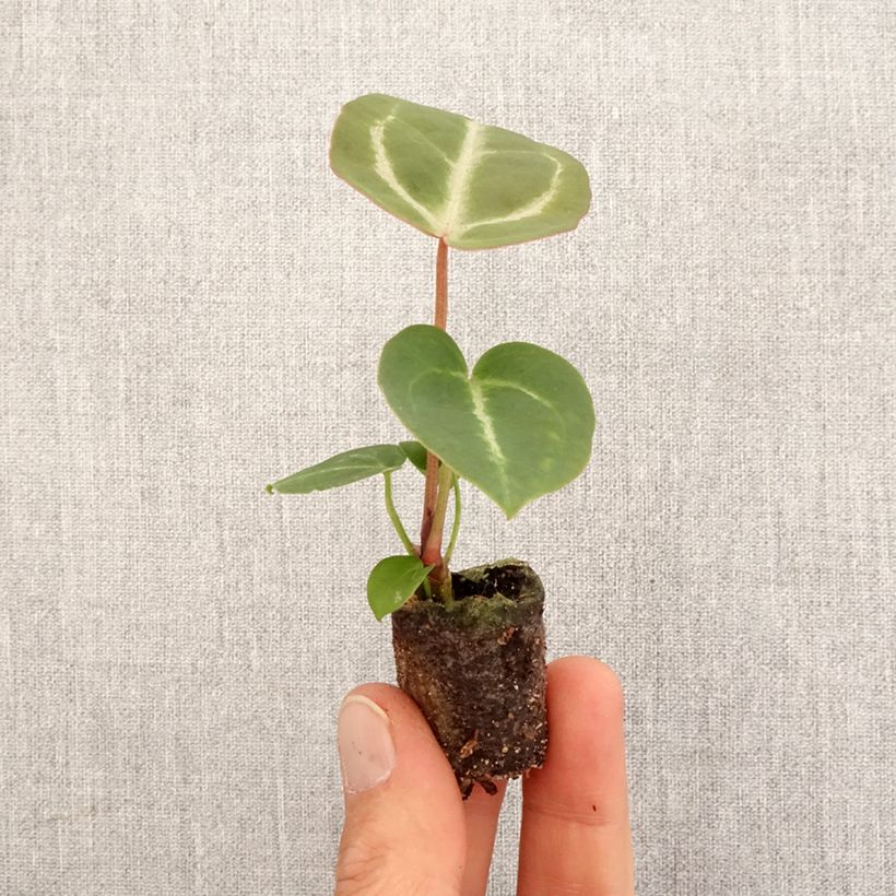 Anthurium Dorayaki x magnificum - Mini-motte Ø 3/4 cm esemplare consegnato in primavera