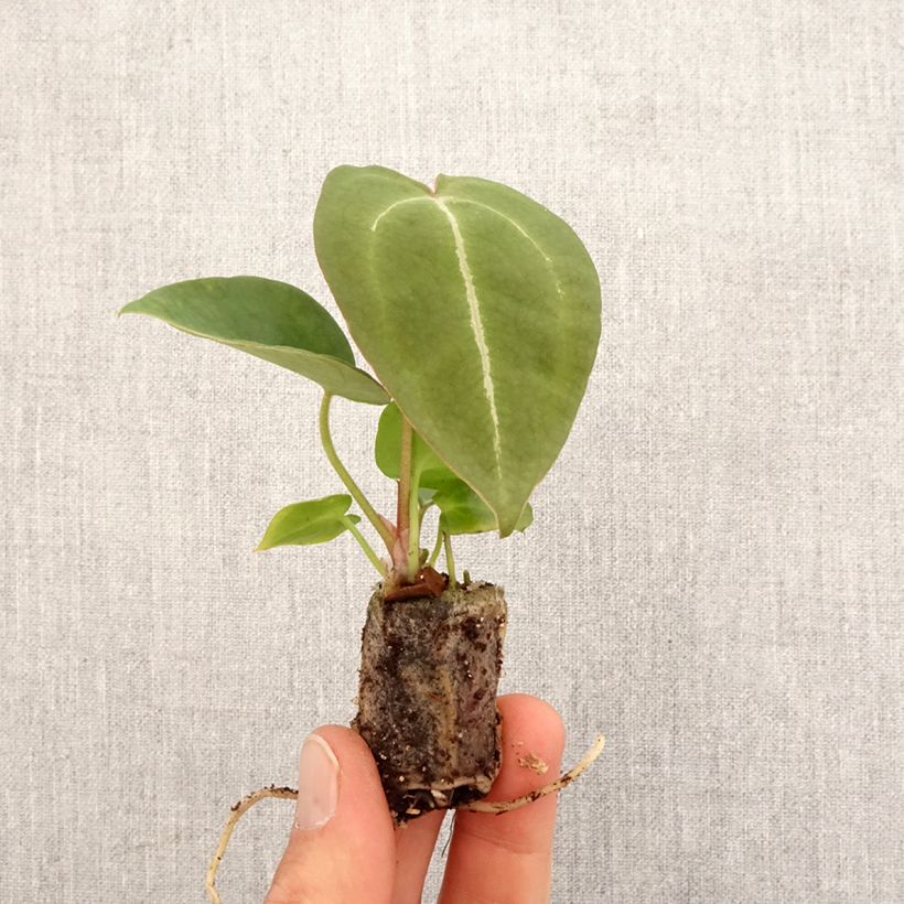Anthurium forgetii - Mini-motte Ø 3/4 cm esemplare consegnato in primavera